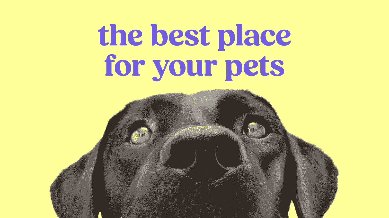 Perro Labrador en Publicidad de Boopts